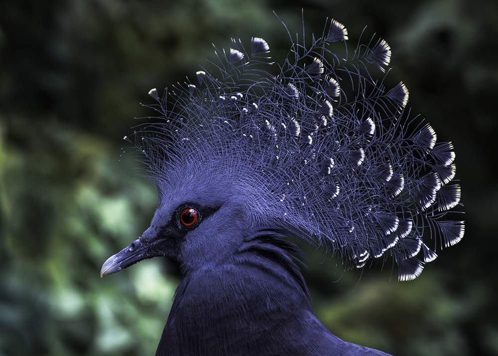Victoria Kroonduif - Western crowned pigeon