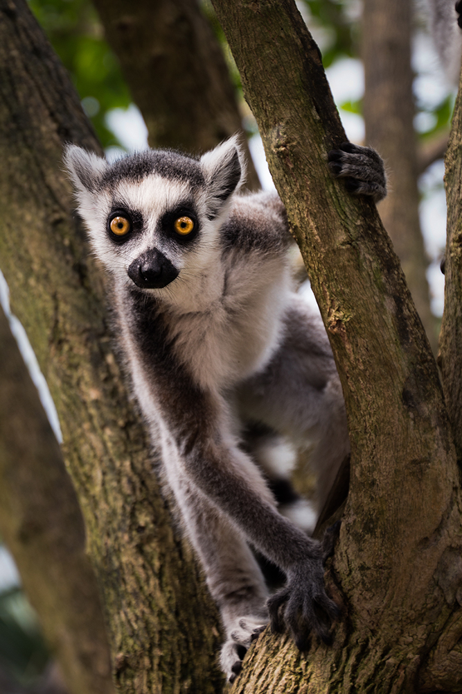 Ringstaartmaki - Ring-tailed lemur