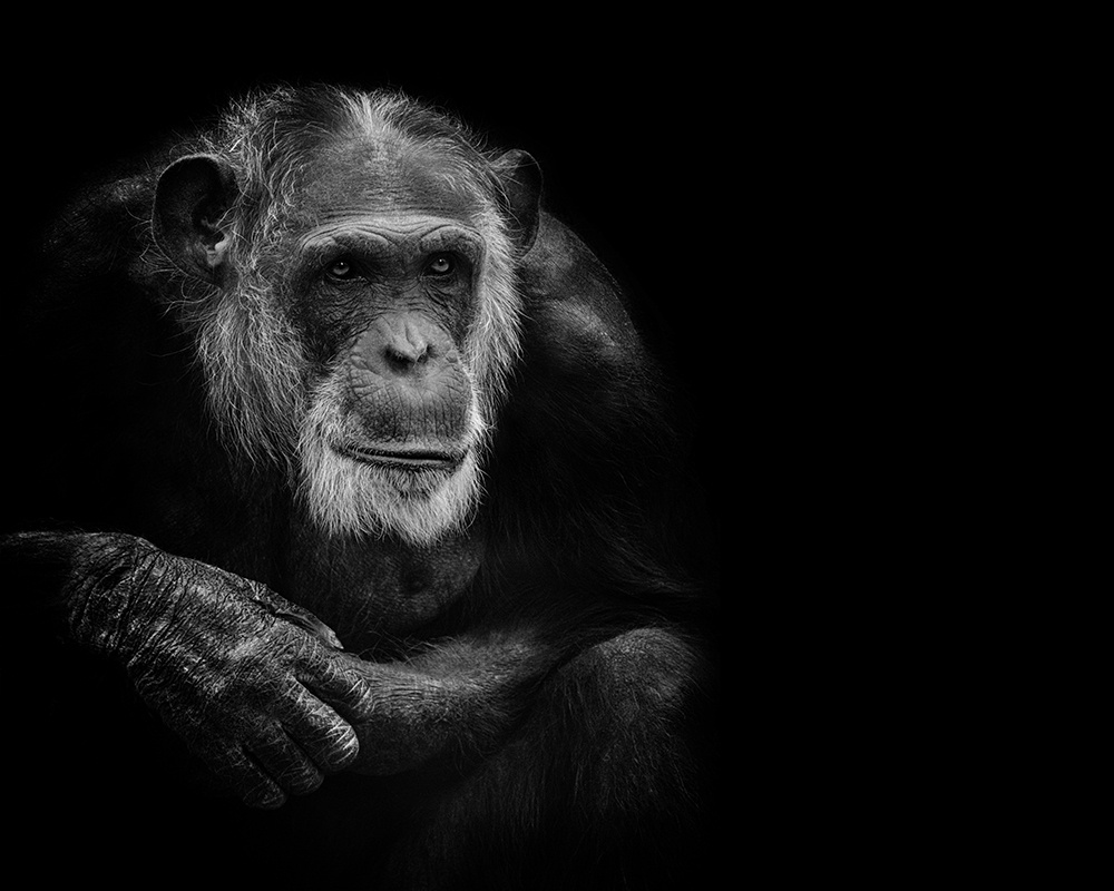 Mike - ChimpanseeChimpanzee