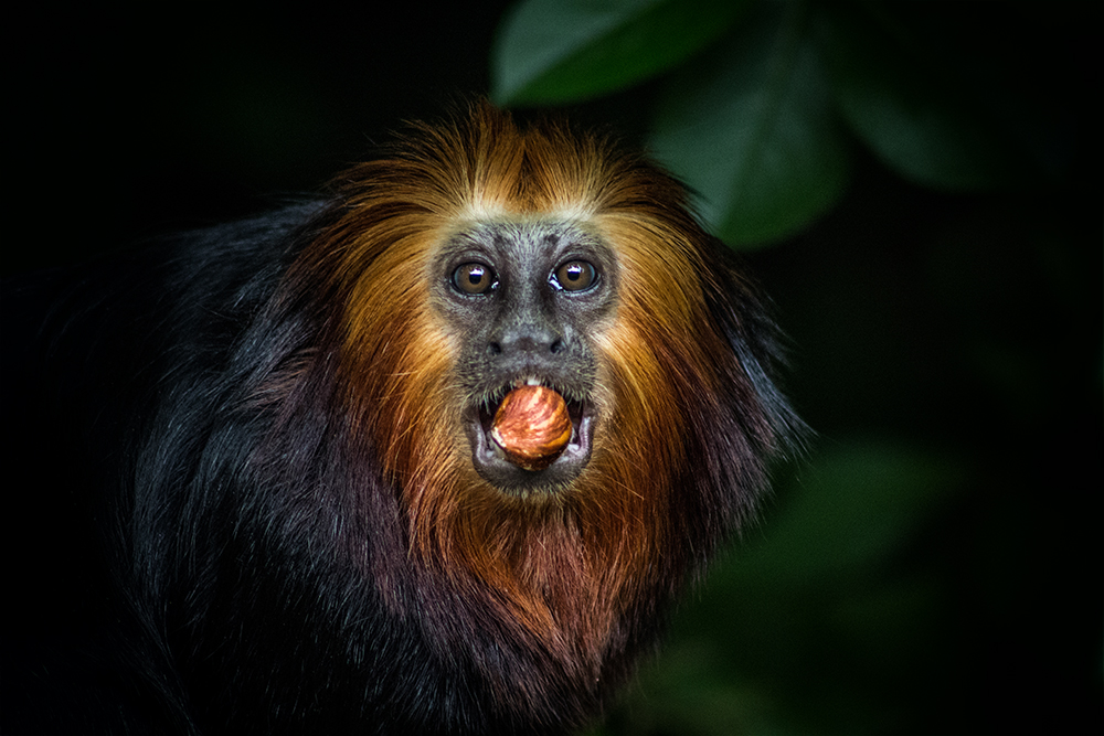 Goudkop leeuwaapje - Golden-headed lion tamarin