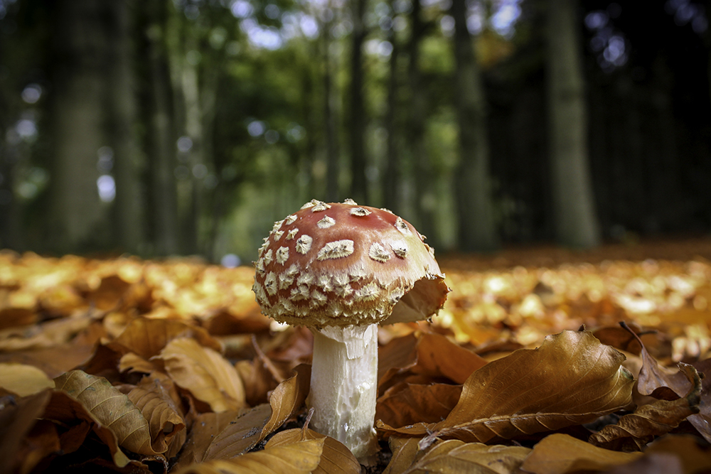 Vliegenzwam - Fly agaric