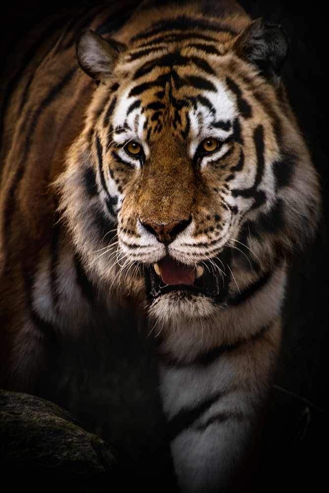 Siberische tijgerSiberian Tiger