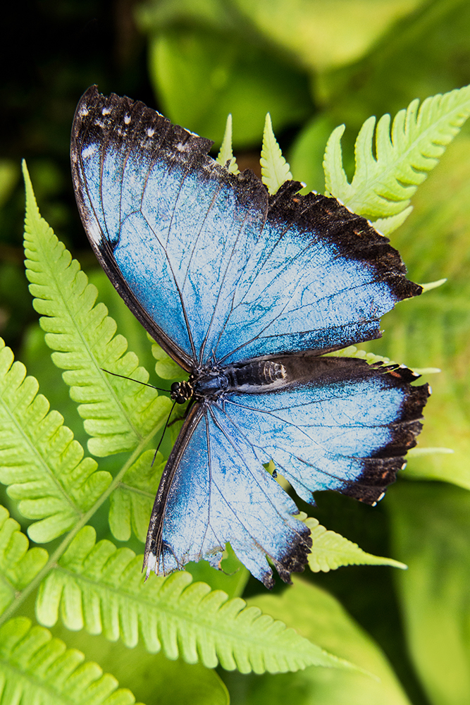 Blue morpho