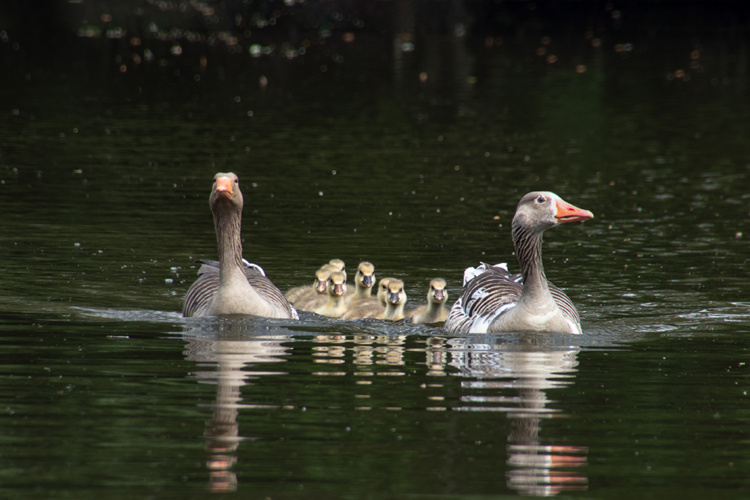 Greylag geese