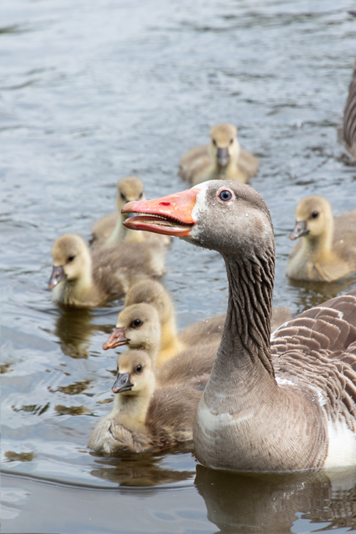 Greylag geese