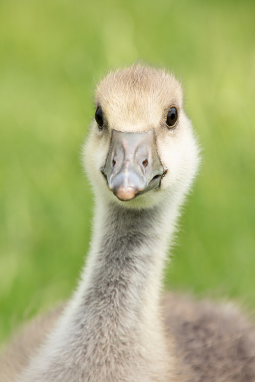 Grauwe gans kuiken