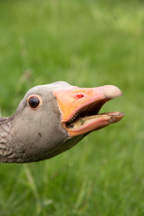 Translate: Greylag goose