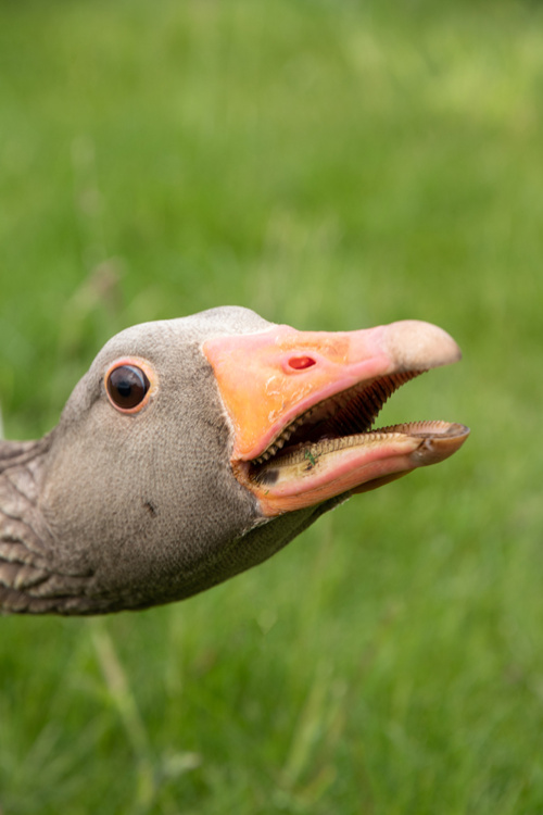 Greylag goose