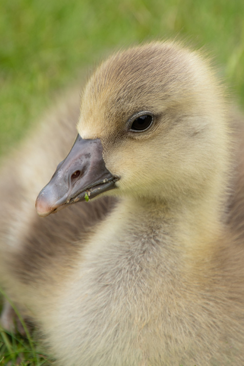 Grauwe gans kuiken