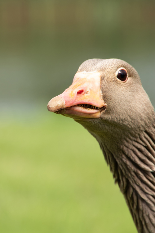 Greylag goose