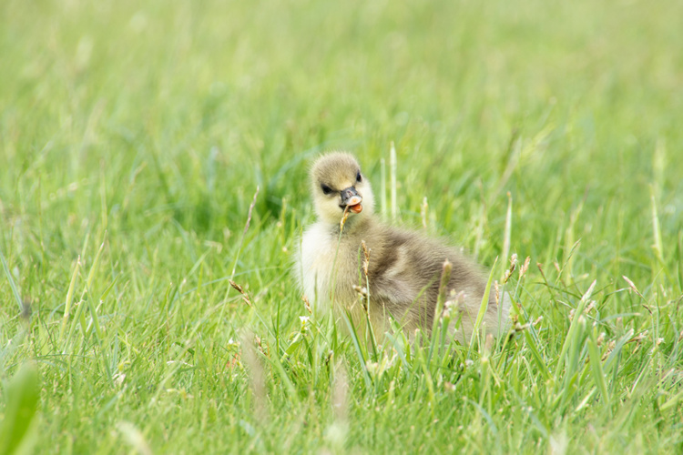 Grauwe gans kuiken