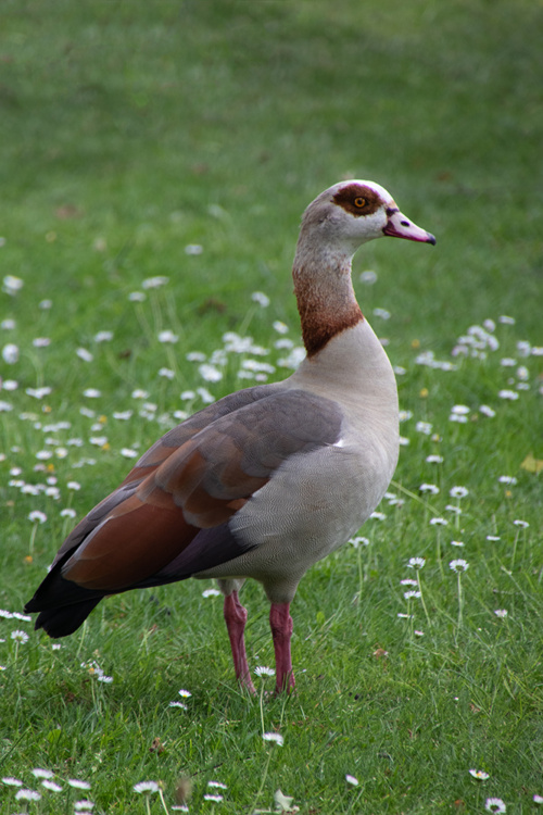 Egyptian goose