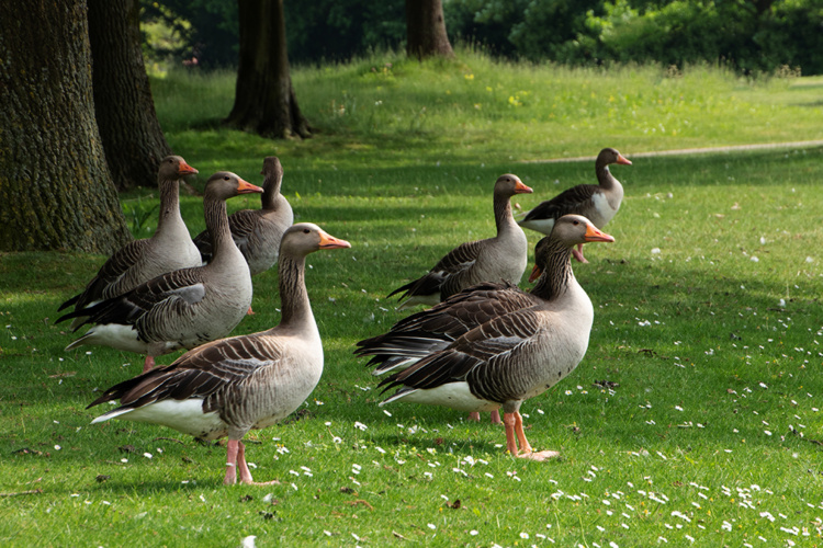 Greylag geese