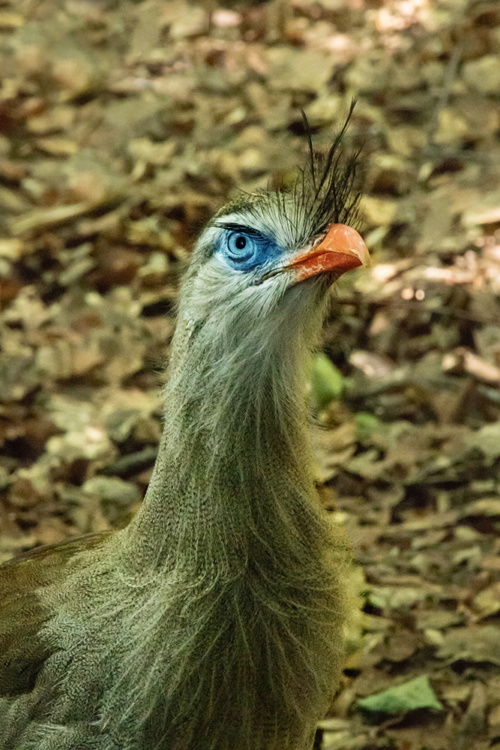 Red-legged seriema