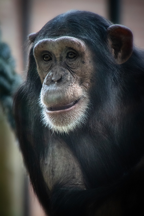 Chimpansee