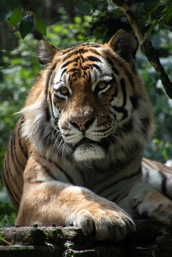 Siberische tijger