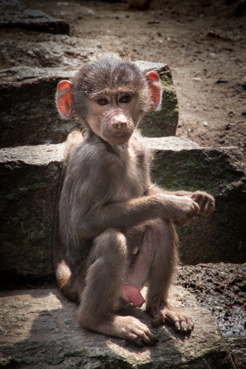 Hamadryas baboon baby