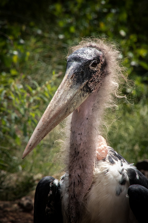 Marabou stork