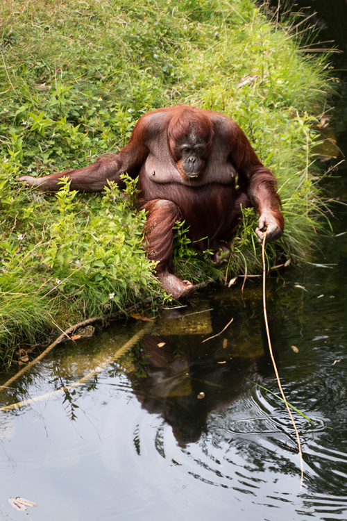 Orang-oetan