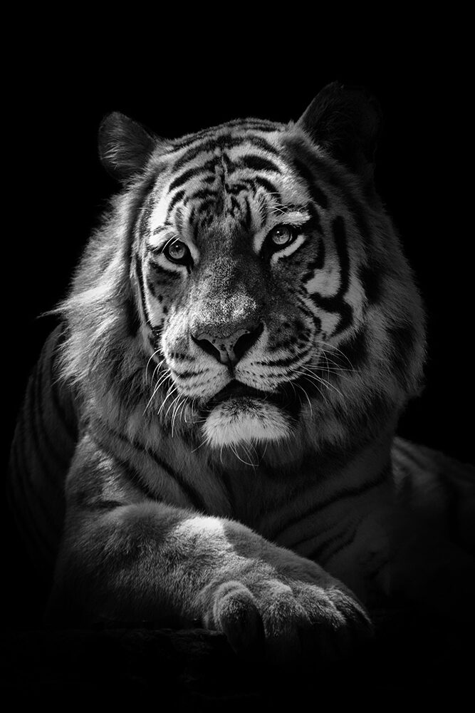 Siberische tijger Siberian Tiger