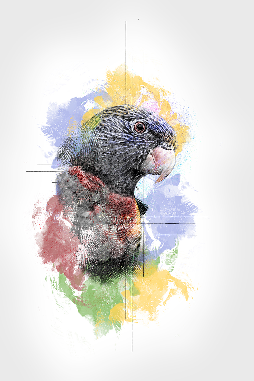 Abstract impressions: Rainbow lorikeet