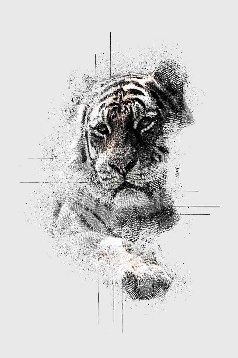 Abstract impressions: Tiger