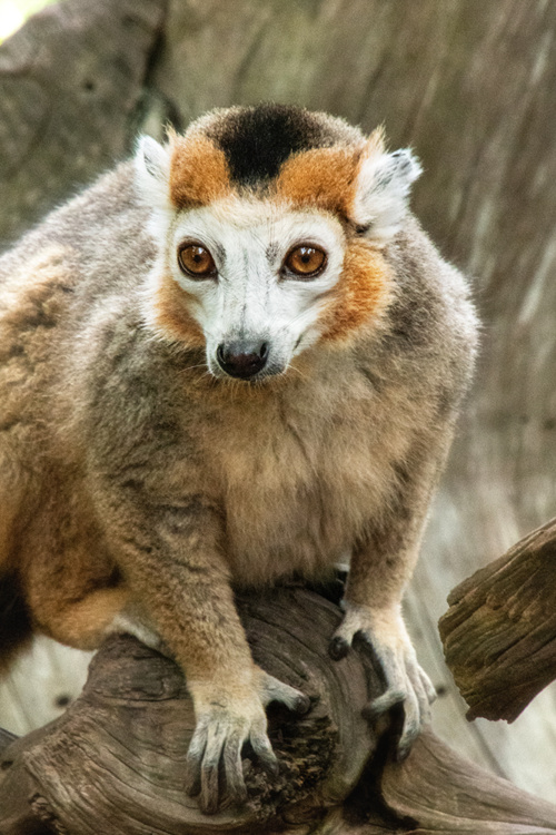 Crowned lemur
