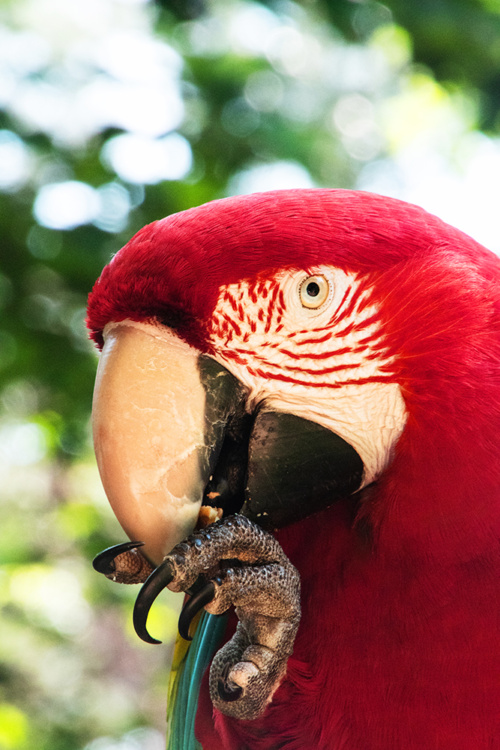 Ara
Macaw