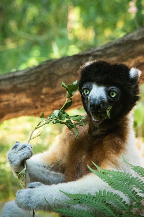 Crowned sifaka