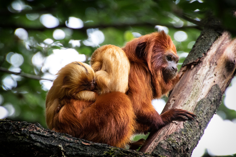 Golden lion tamarins