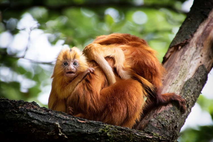 Golden lion tamarins