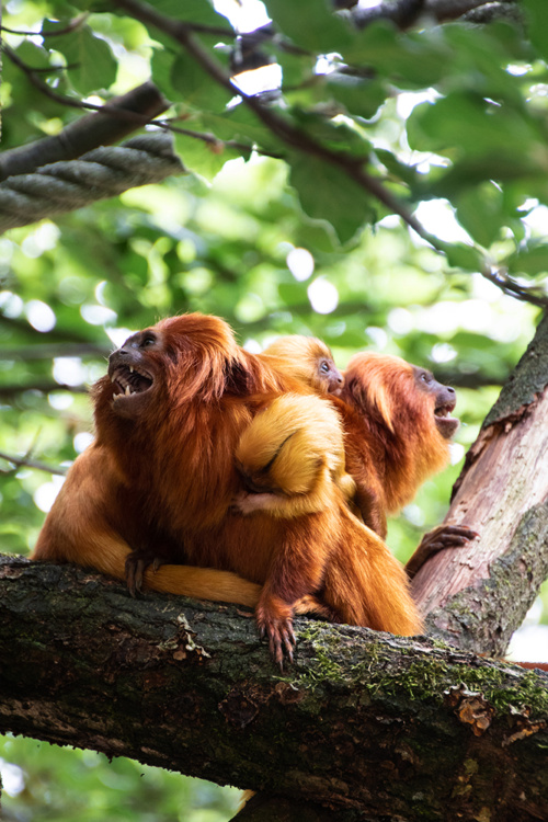 Golden lion tamarins