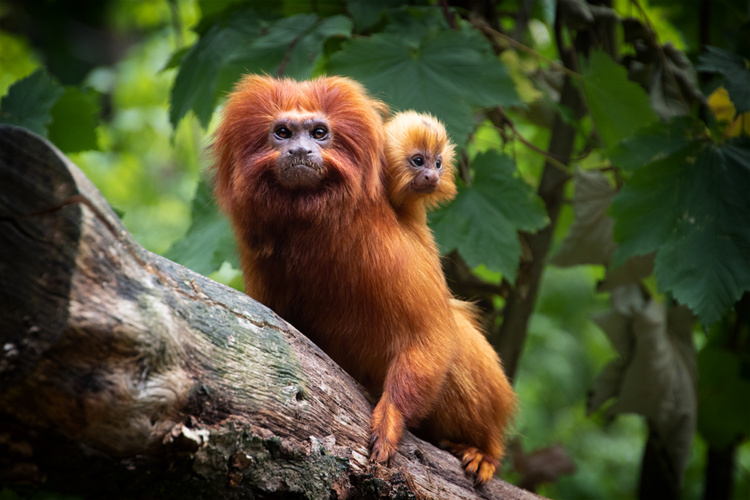 Golden lion tamarins