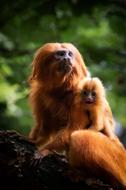 Golden lion tamarins