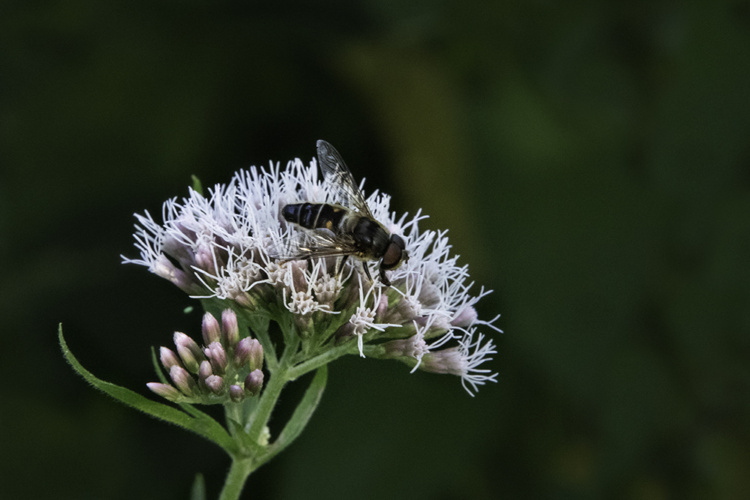 Drone fly (hooverfly) on hemp-agrimony