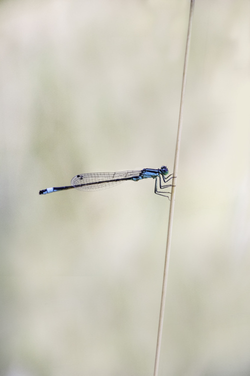 Blue-tailed damselfly