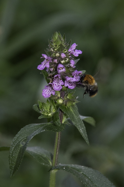 Common carder bee on southern marsh orchid