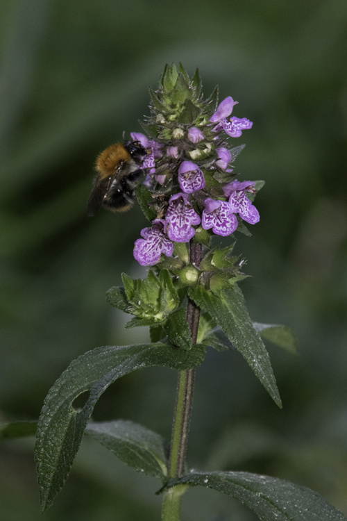 Common carder bee on southern marsh orchid