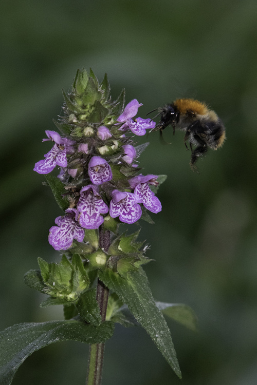 Common carder bee on southern marsh orchid