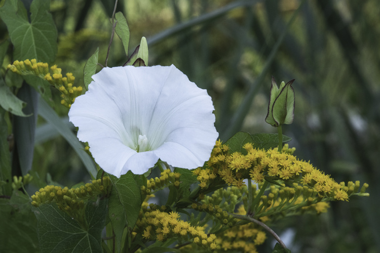 Goldenrod and Hedge bindweed