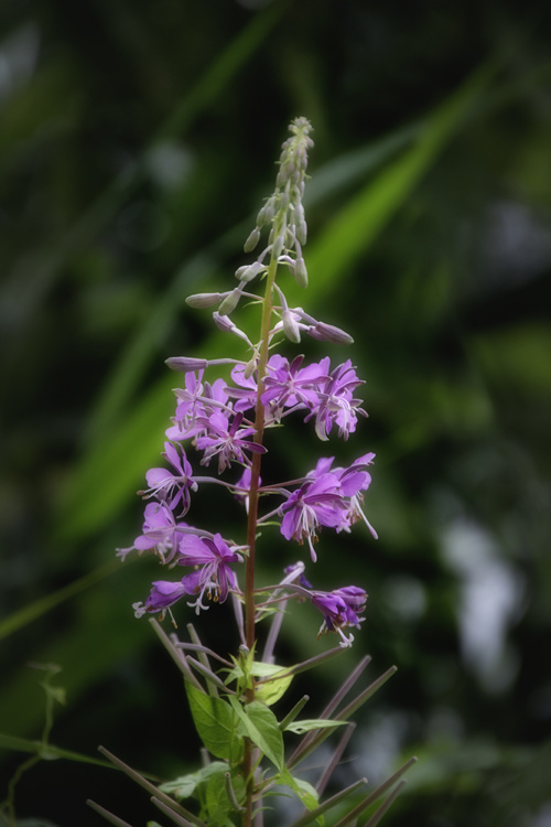 Fireweed