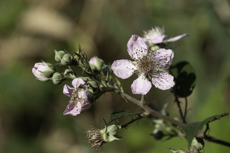 Blackberry blossoms