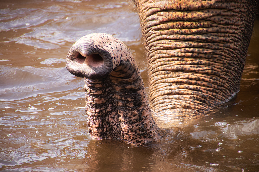 Asian elephant