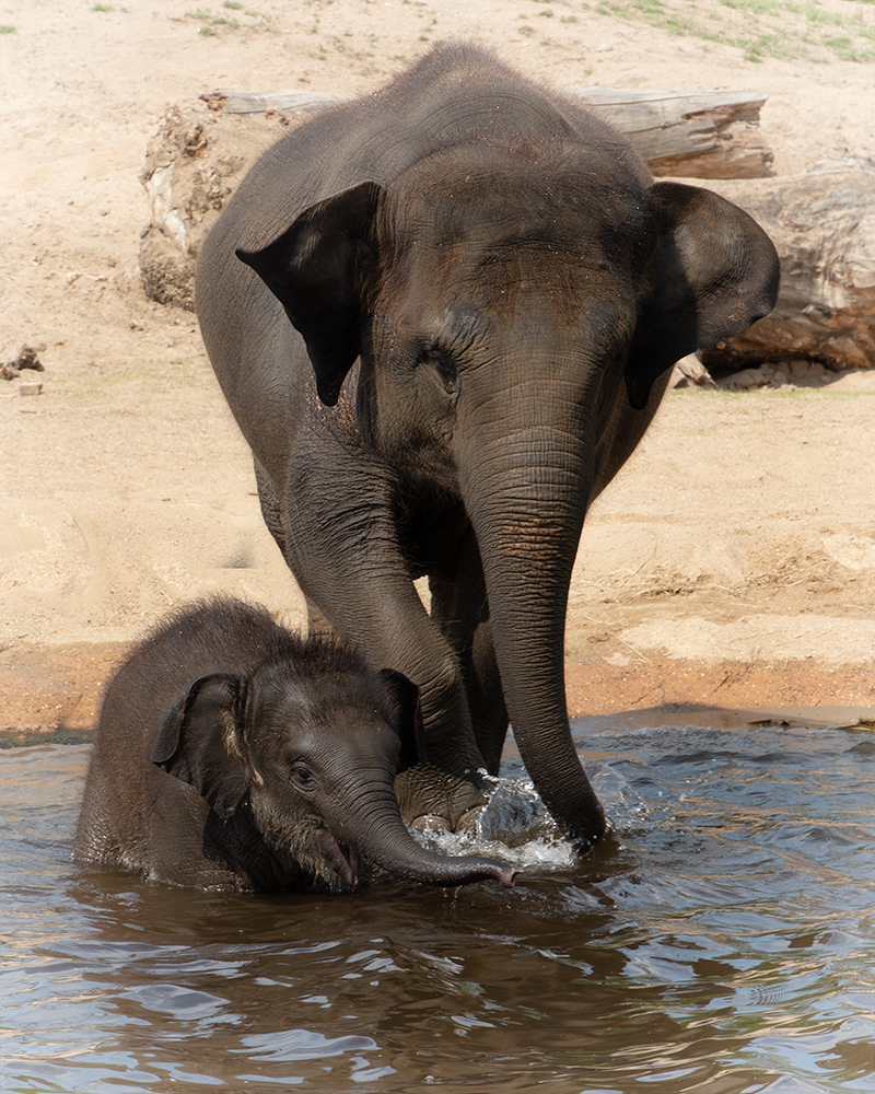 Asian elephant