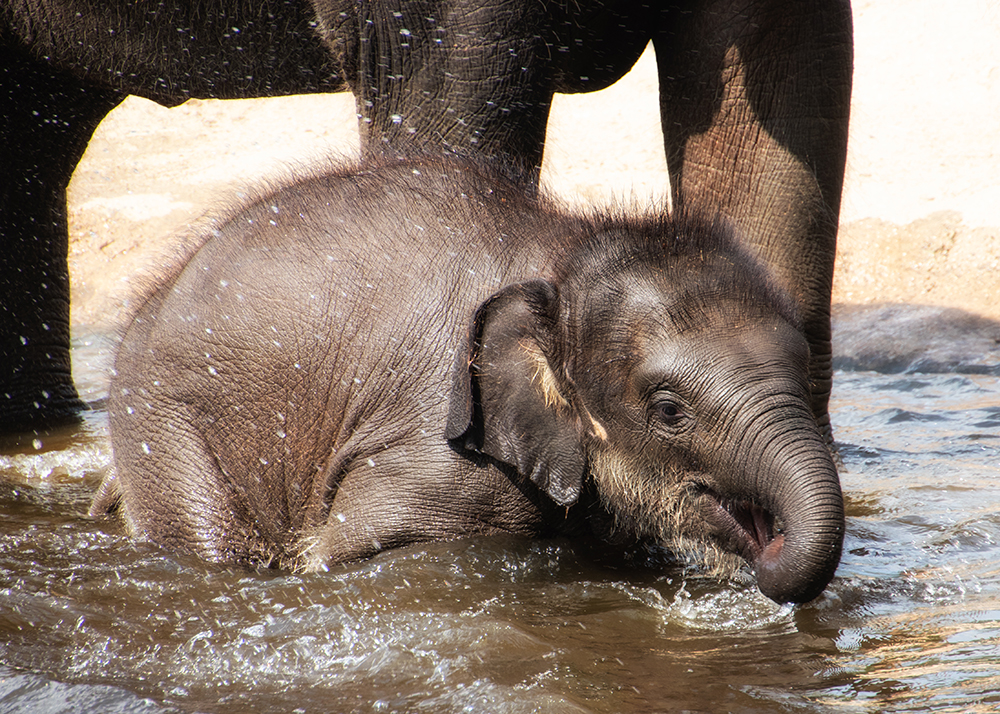 Elephants in Planckendael