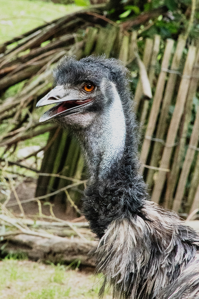 Emu