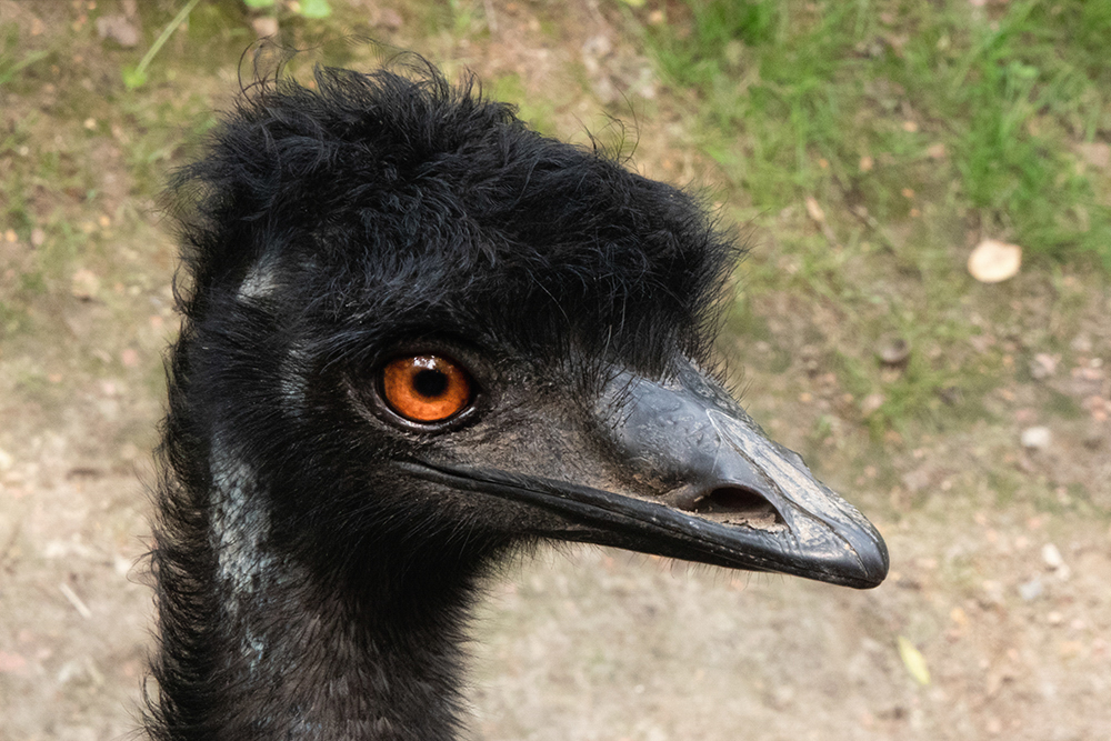 Emu