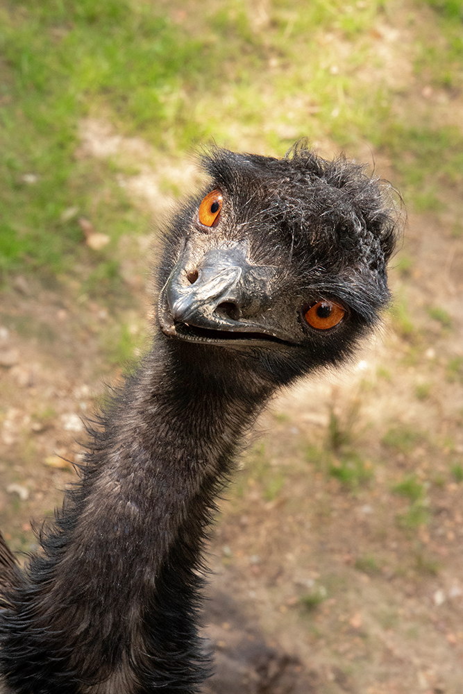 Emu