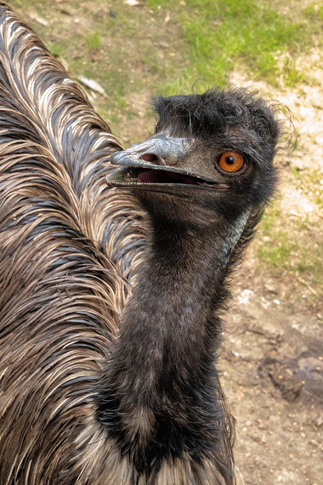 Emu