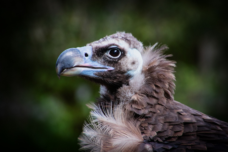 Monniksgier
Cinereous vulture